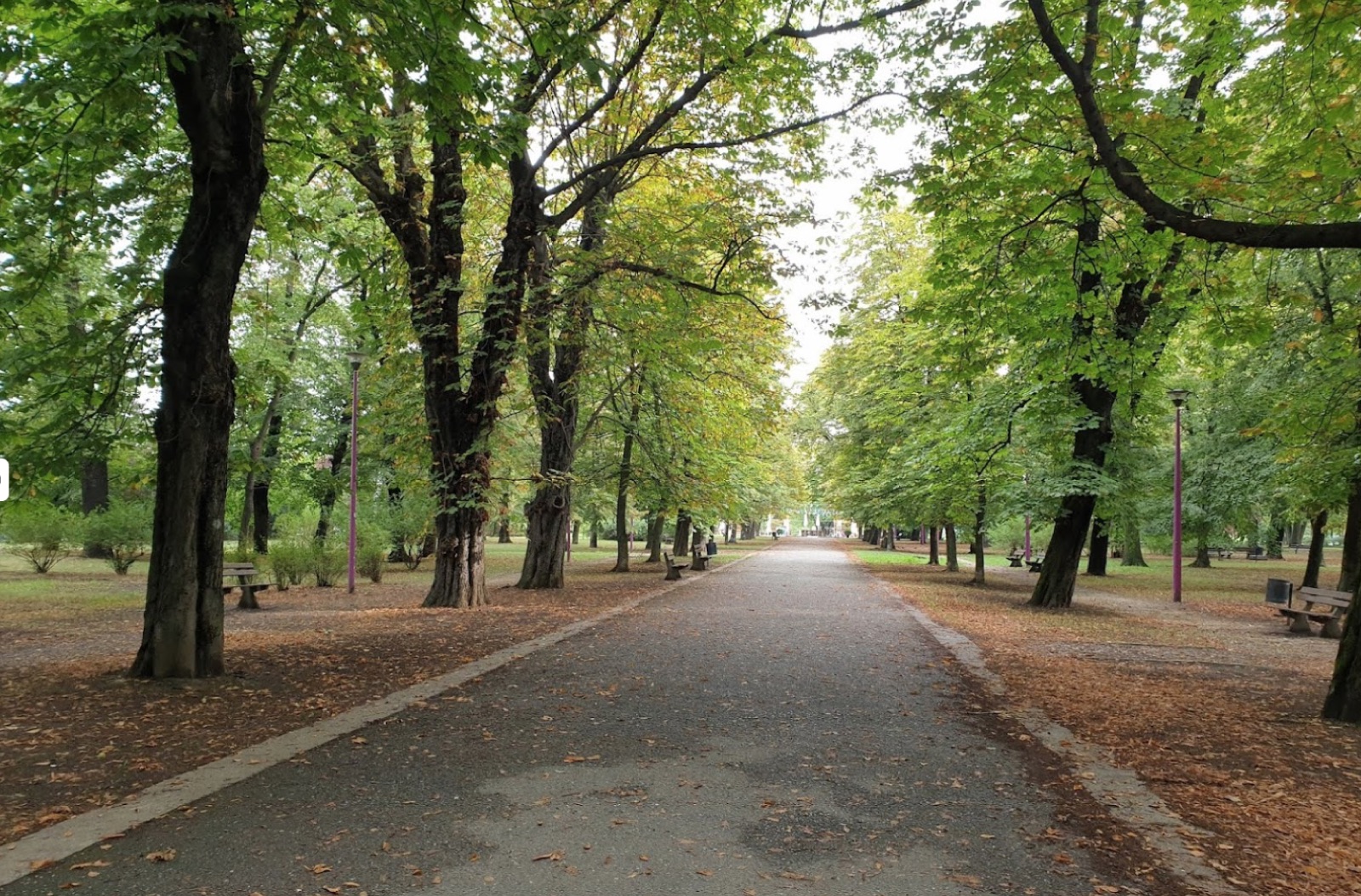 Tree-lined walking path in a Wrocław park